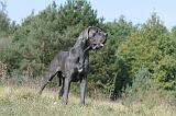 DOGUE ALLEMAND 005
